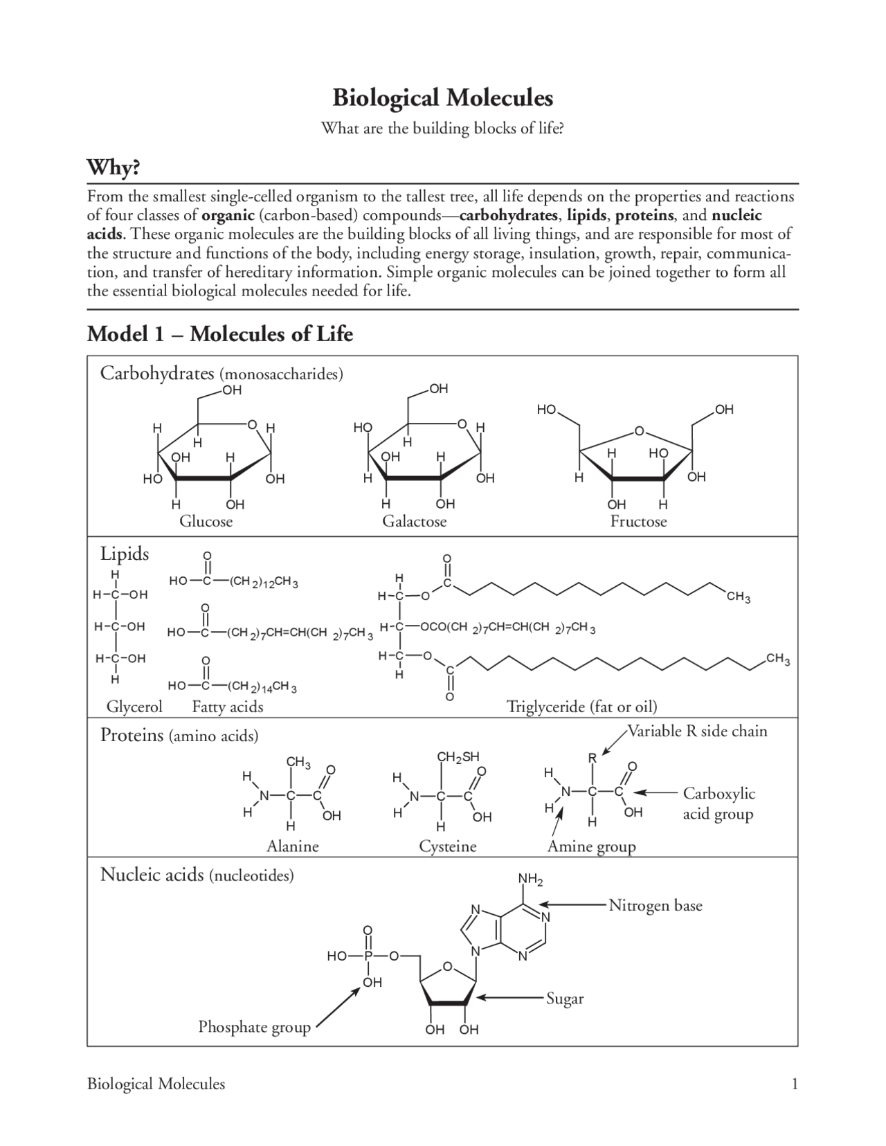 6 Biological Molecules-S | Slides Biology | Docsity