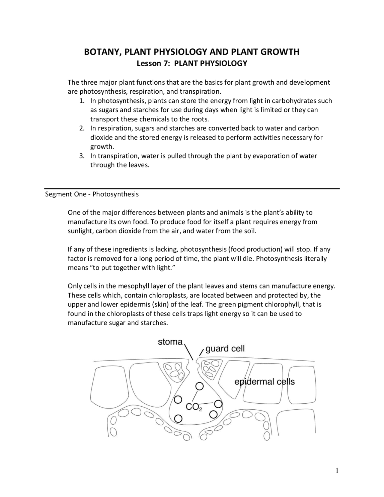 BOTANY, PLANT PHYSIOLOGY AND PLANT GROWTH | Lecture notes Botany | Docsity