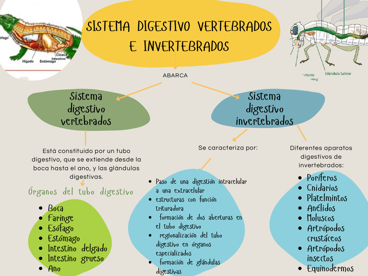 Sistema Digestivo Vertebrados e Invertebrados | Esquemas y mapas