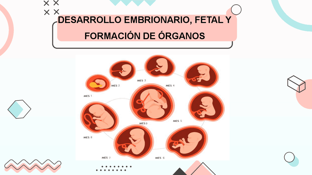 Desarrollo Embrionario Evolucion De Un Bebe De Meses Cuatro Meses
