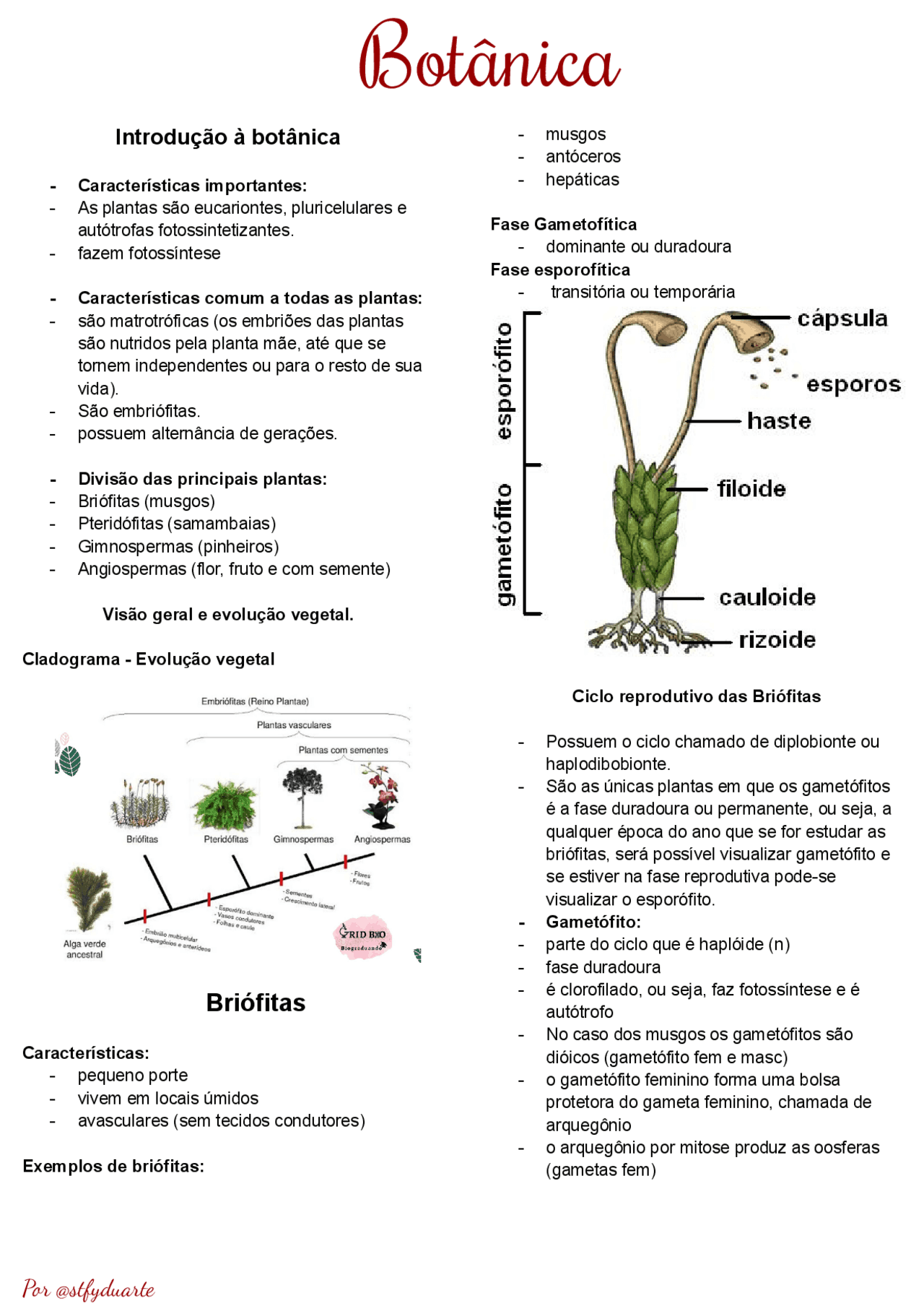 Botânica - conteúdo completo. | Notas de estudo Biologia - Docsity