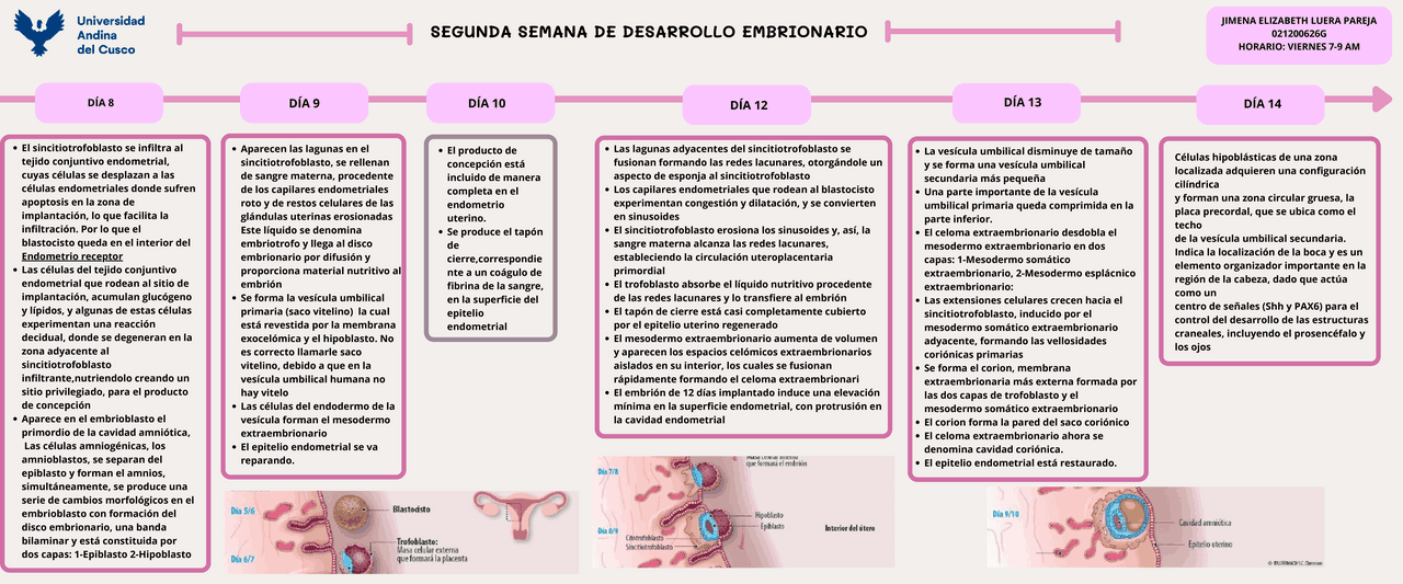 SEGUNDA Y TERCERA SEMANA DE DESARROLLOEMBRIONARIO | Esquemas y mapas ...