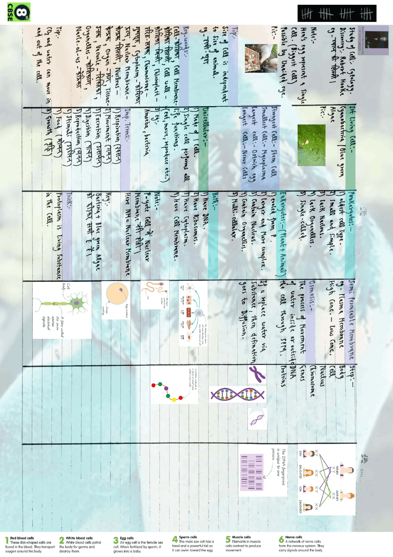 Study of cell , its parts and components | Study notes Biology - Docsity