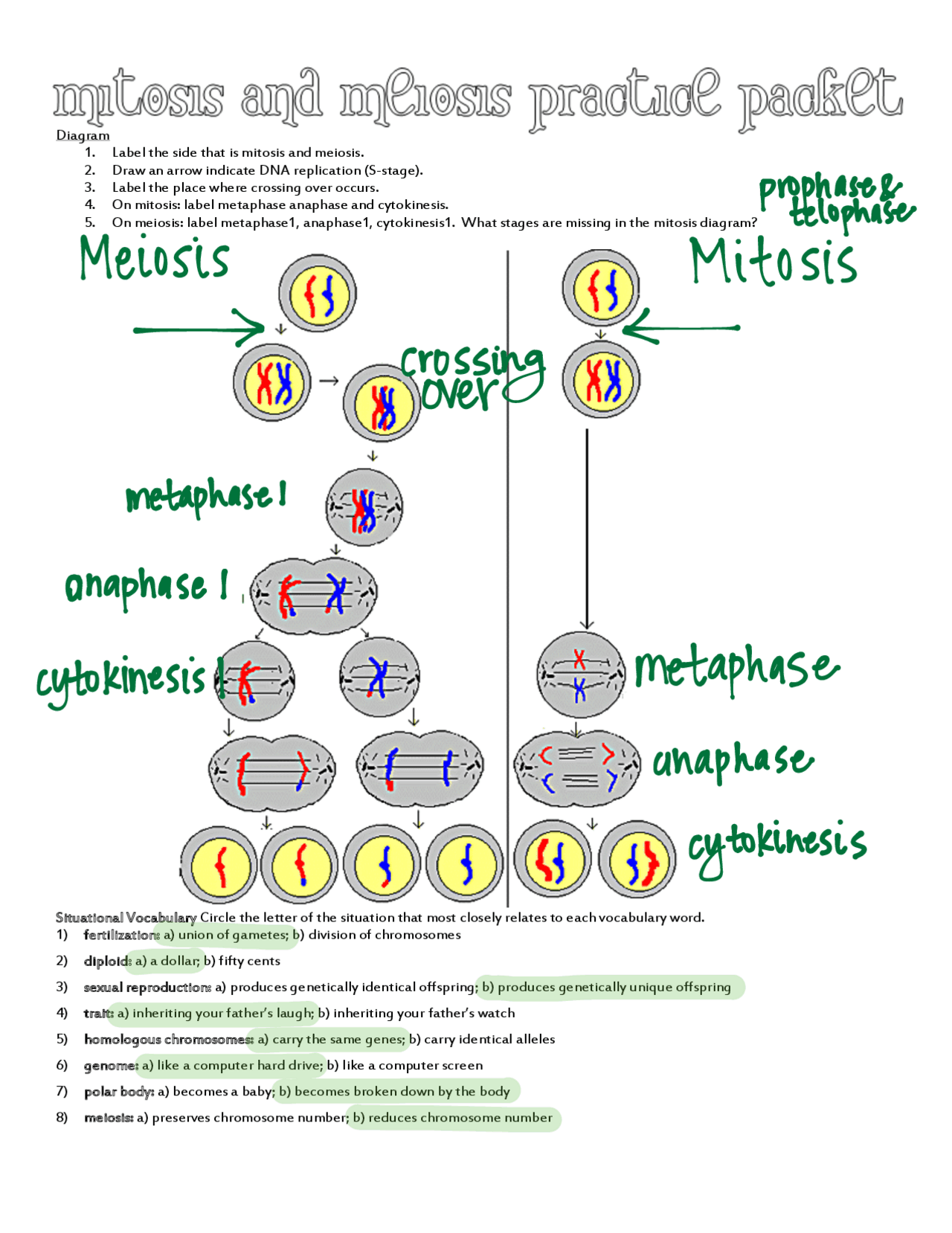 Diagram 1. Label the side that is mitosis and meiosis. 2. Draw