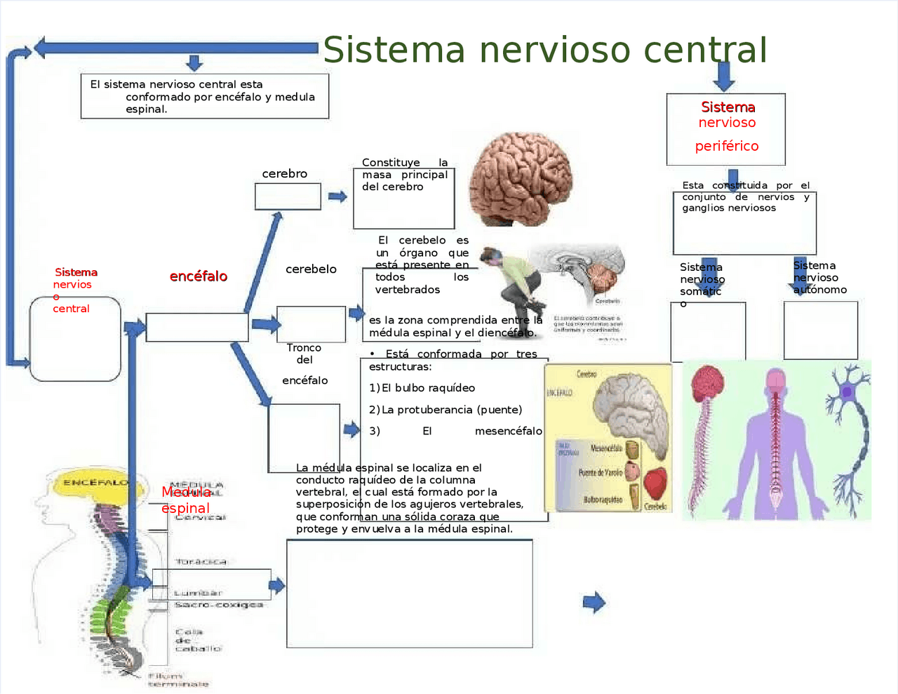 Mapa Conceptual Sistema Nervioso Central Y Periferico