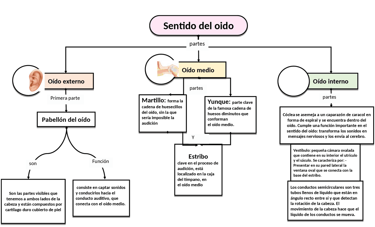 Mapa Conceptual Del Sentido Del Oido