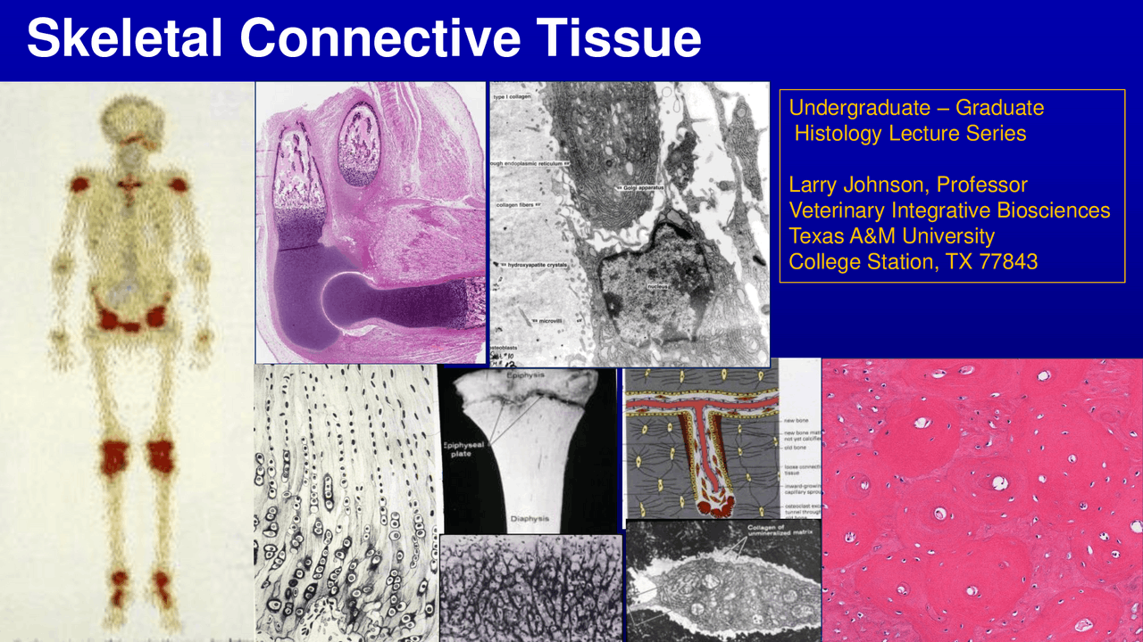 Skeletal Connective Tissue | Lecture notes Histology | Docsity