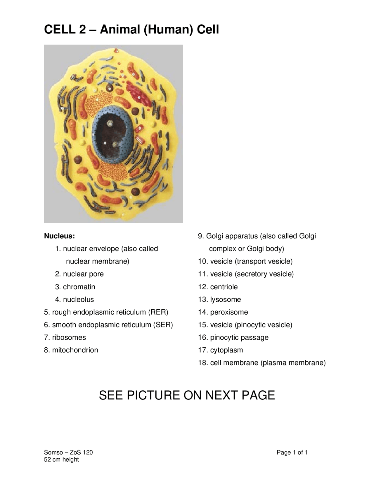 CELL1 – Animal Cell | Lecture notes Cell Biology | Docsity