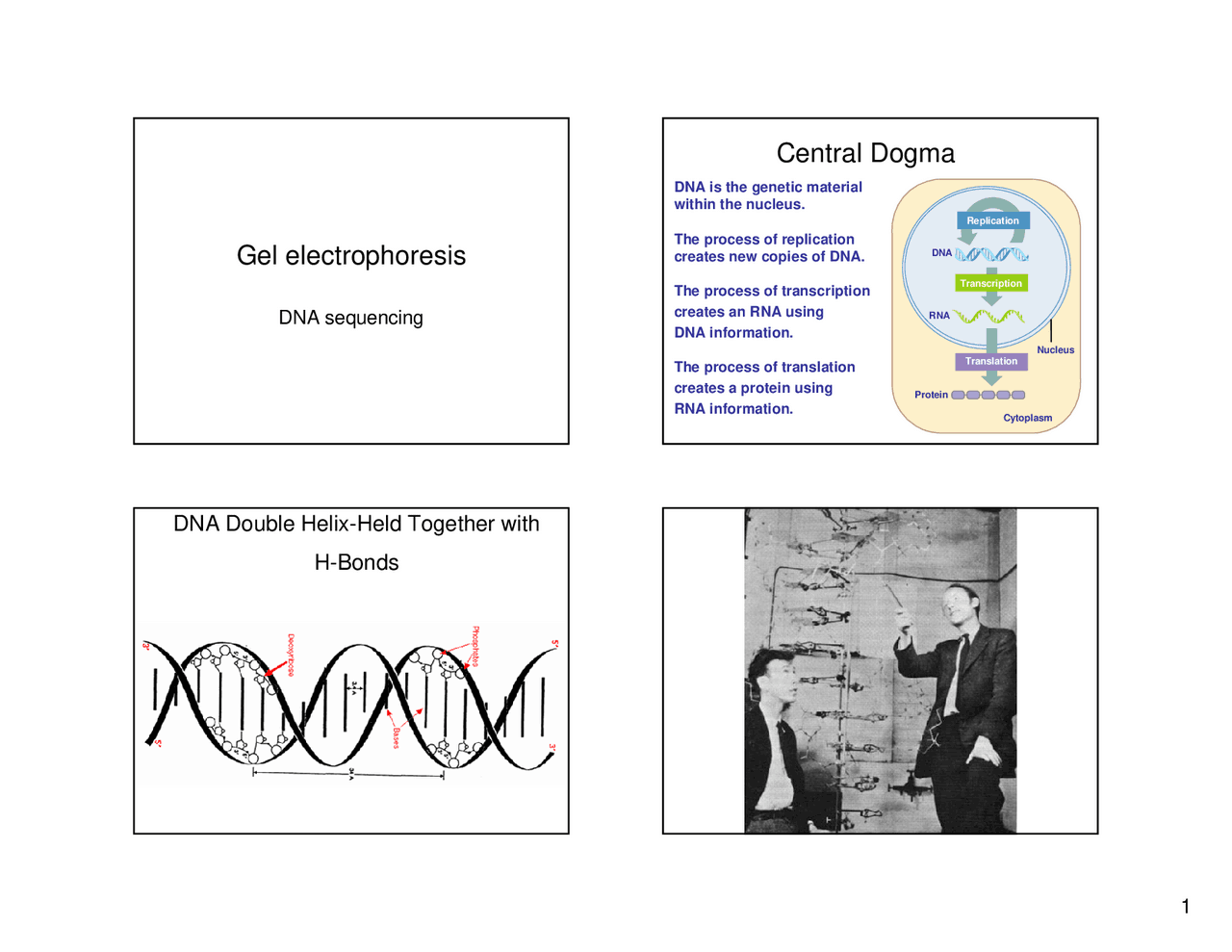 Dna Sequencing Notes.pdf DNA sequencing.pdf | Lecture notes Genetics | Docsity