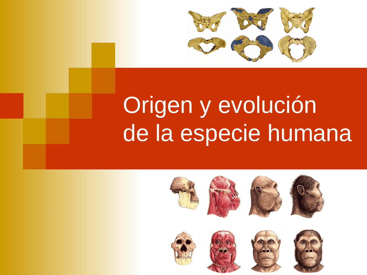 El Origen Y La Evolucin Del Hombre