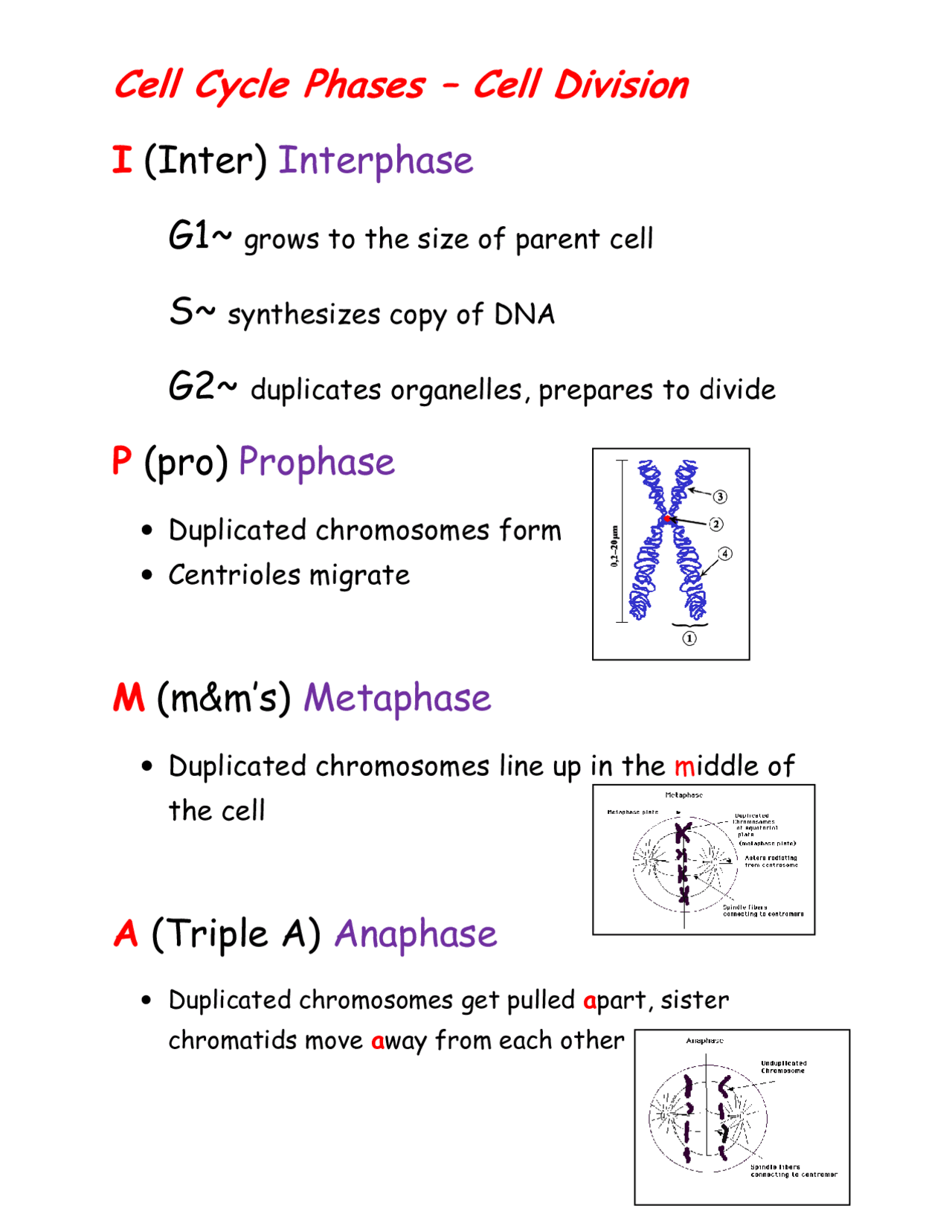 Cell Cycle Phases I (Inter) Interphase P (pro) Prophase M ...
