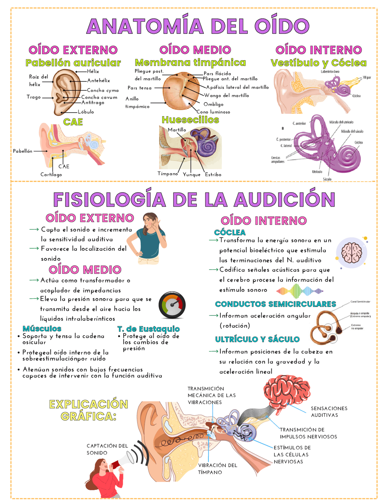 Función Del Sentido Del Oido | Sentido Del Oído Para Que Sirve – PUNMCW