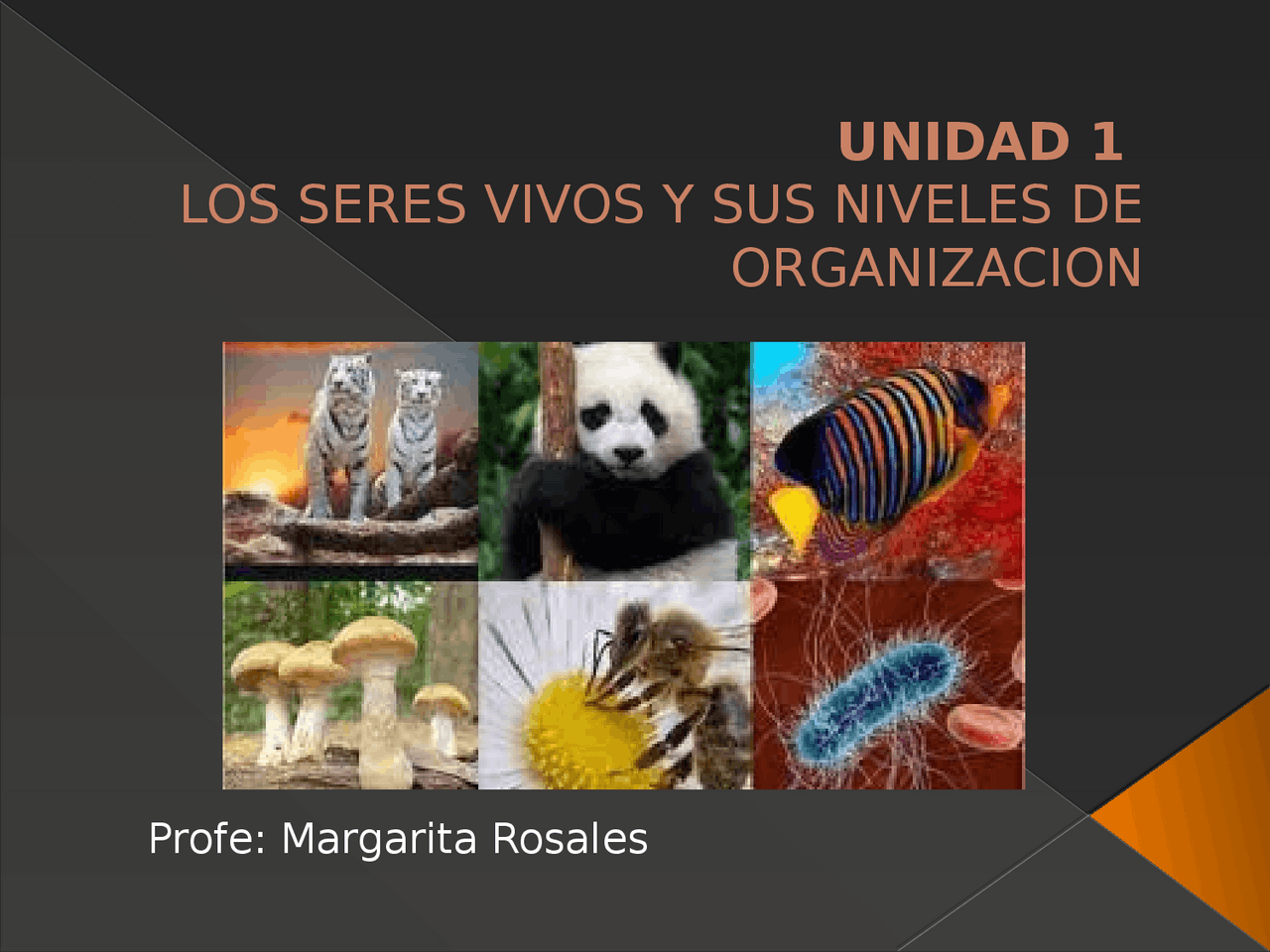Los seres vivos y su importancia | Diapositivas de Biología | Docsity