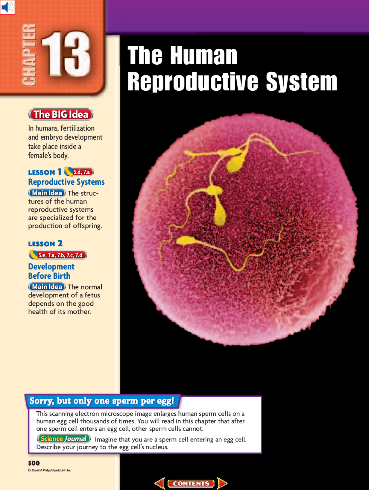 Chapter 13: The Human Reproductive System | Study notes Endocrinology ...