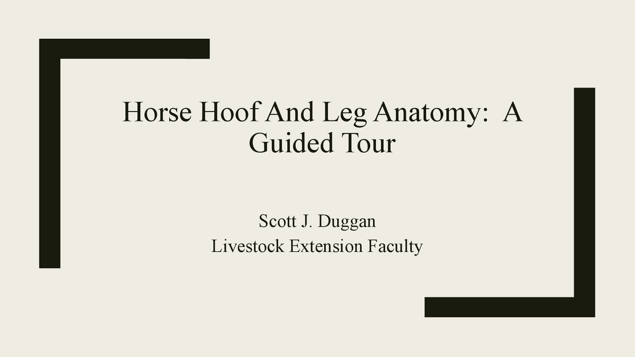 Horse Hoof and Leg Anatomy: Understanding Equine Lameness and Hoof Care ...