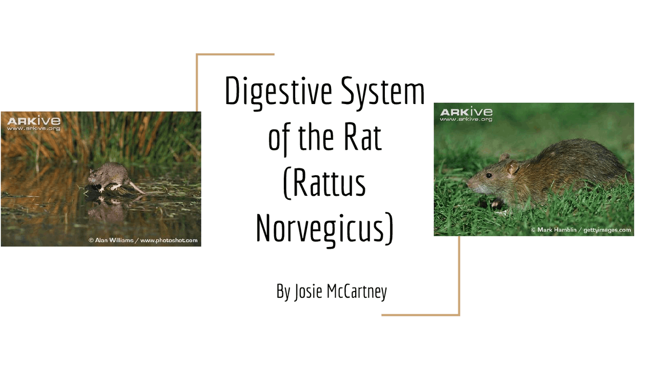 Digestive System of the Rat (Rattus Norvegicus) Study notes Animal
