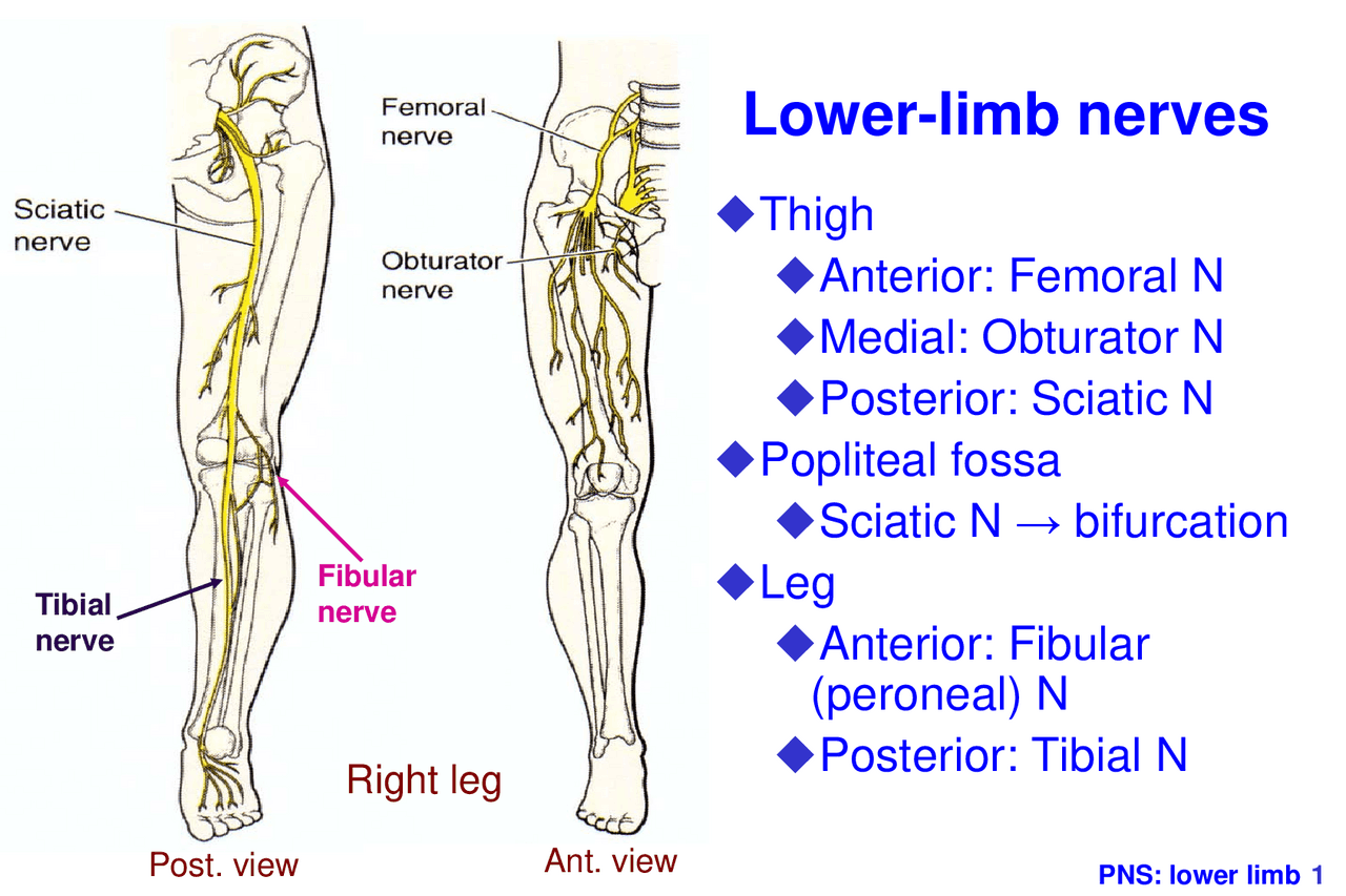 Lowerlimb nerves Lecture notes Embryology Docsity