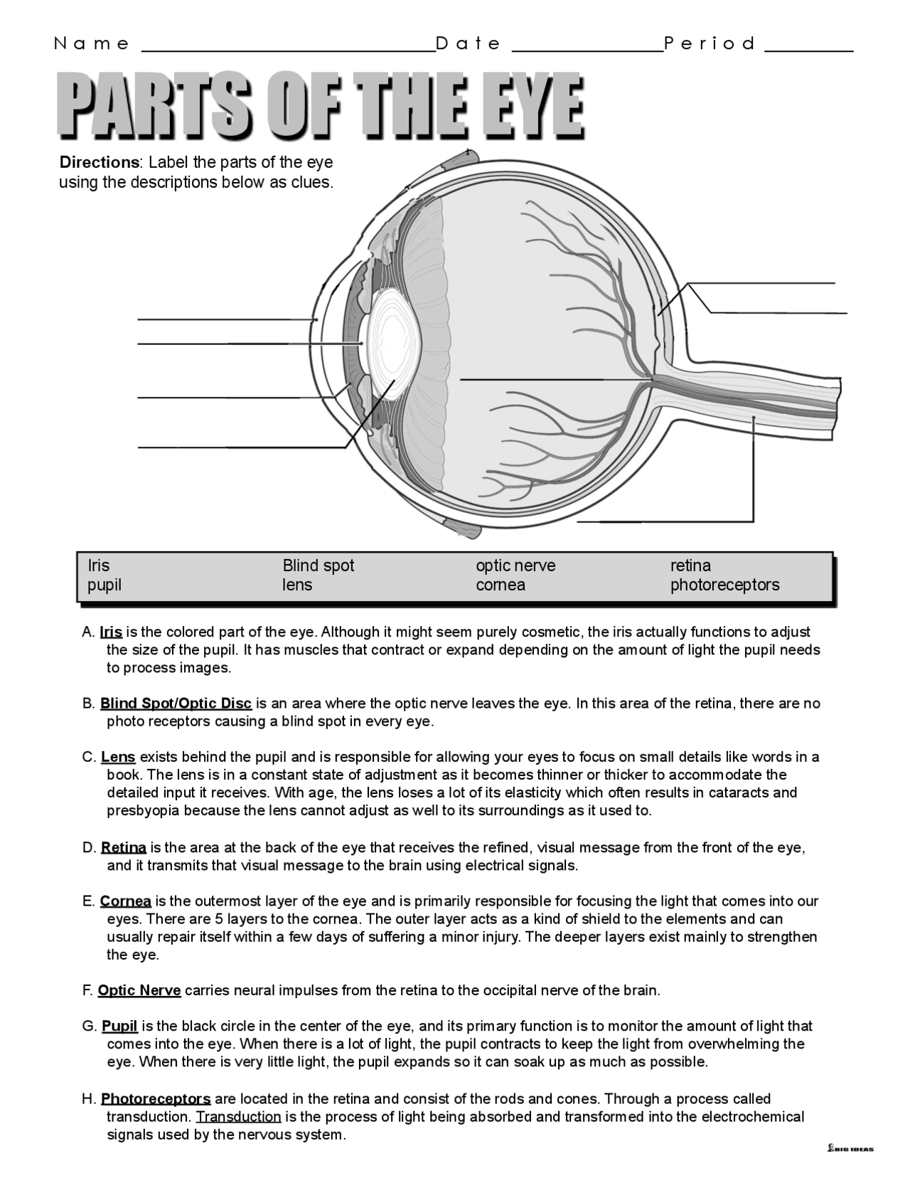Parts of the eye | Summaries Anatomy | Docsity