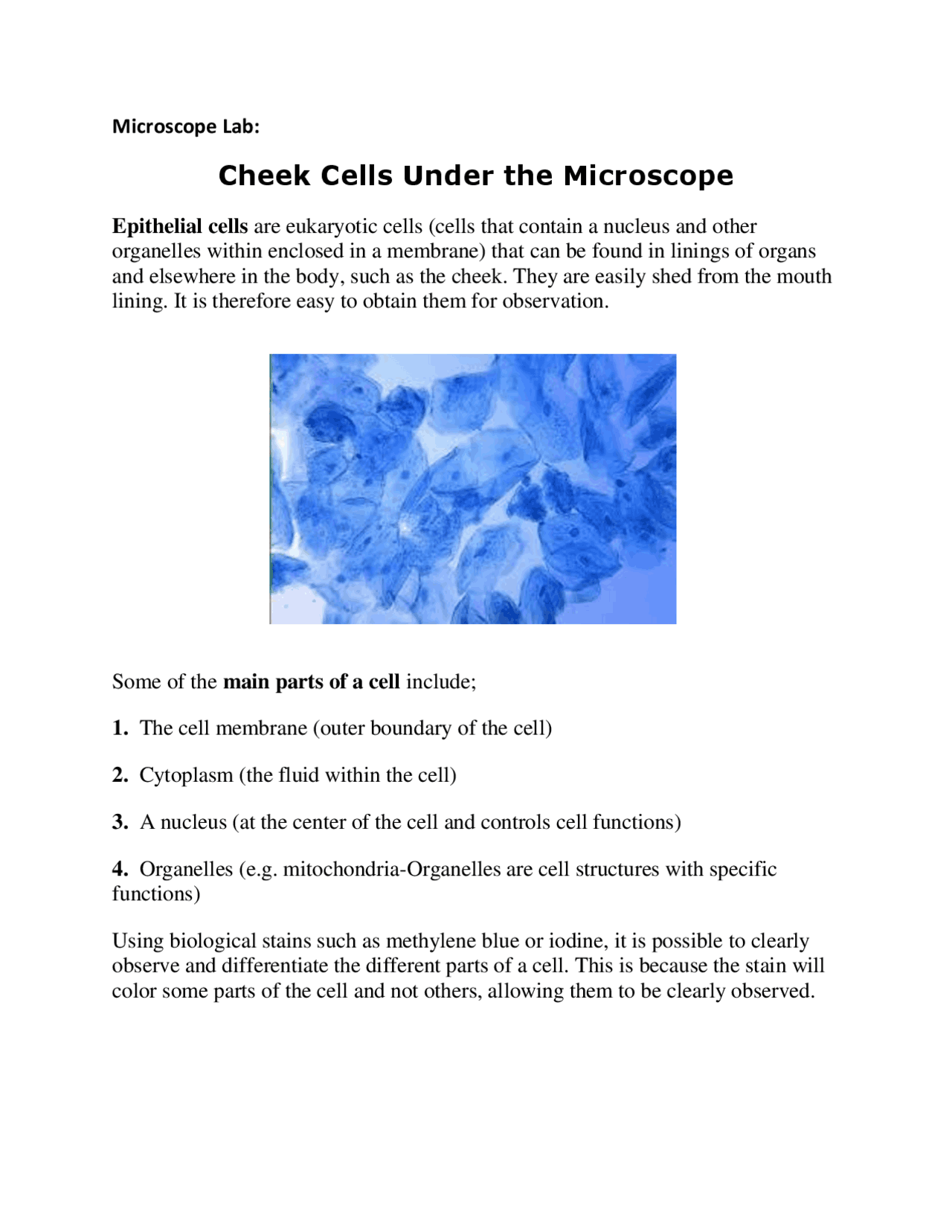Cheek Cells Under the Microscope | Exams Cell Biology | Docsity