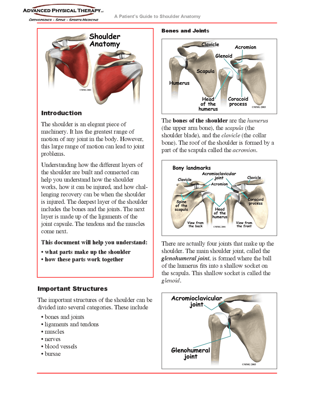 Shoulder-Anatomy.pdf | Study notes Anatomy | Docsity