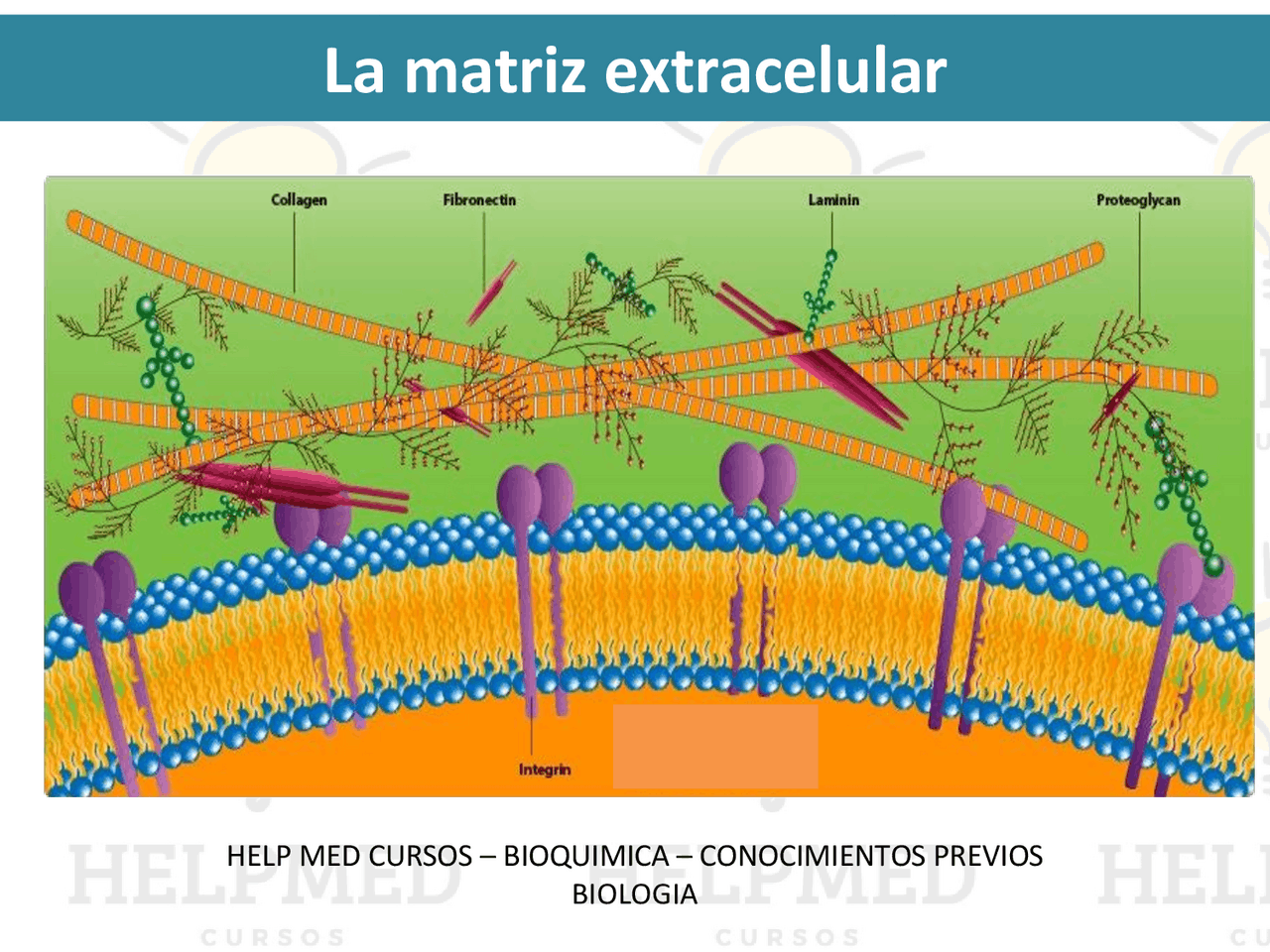 Matriz extracelular en el curpo humano - celulas eucariotas ...