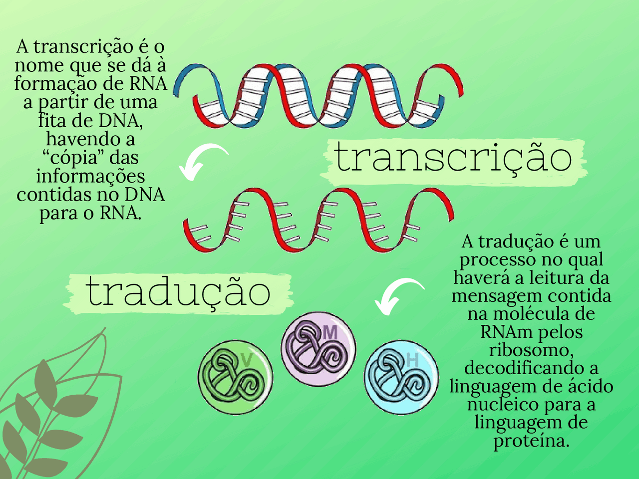Transcrição e tradução - Biologia | Esquemas Biologia | Docsity
