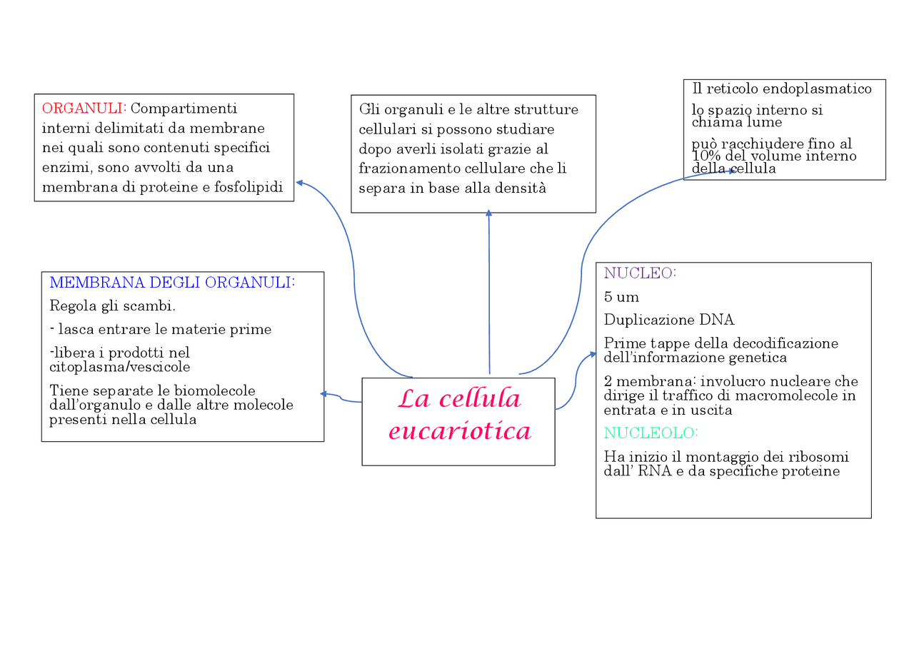 Callula La cellula eucariotica: nucleo, reticolo endoplasmatico, ribosomi ...