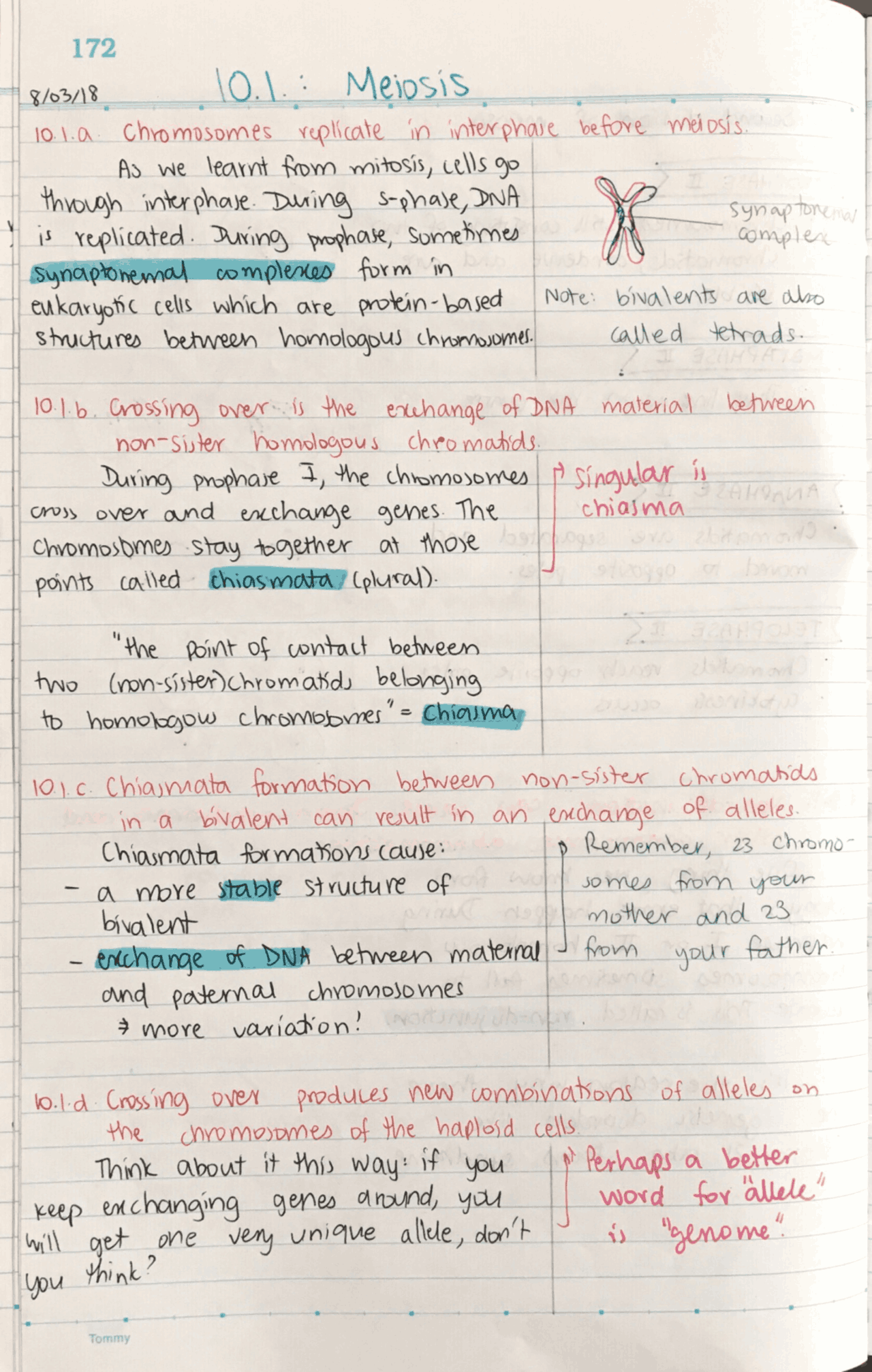 Meiosis - Biology HL | Study notes Biology | Docsity