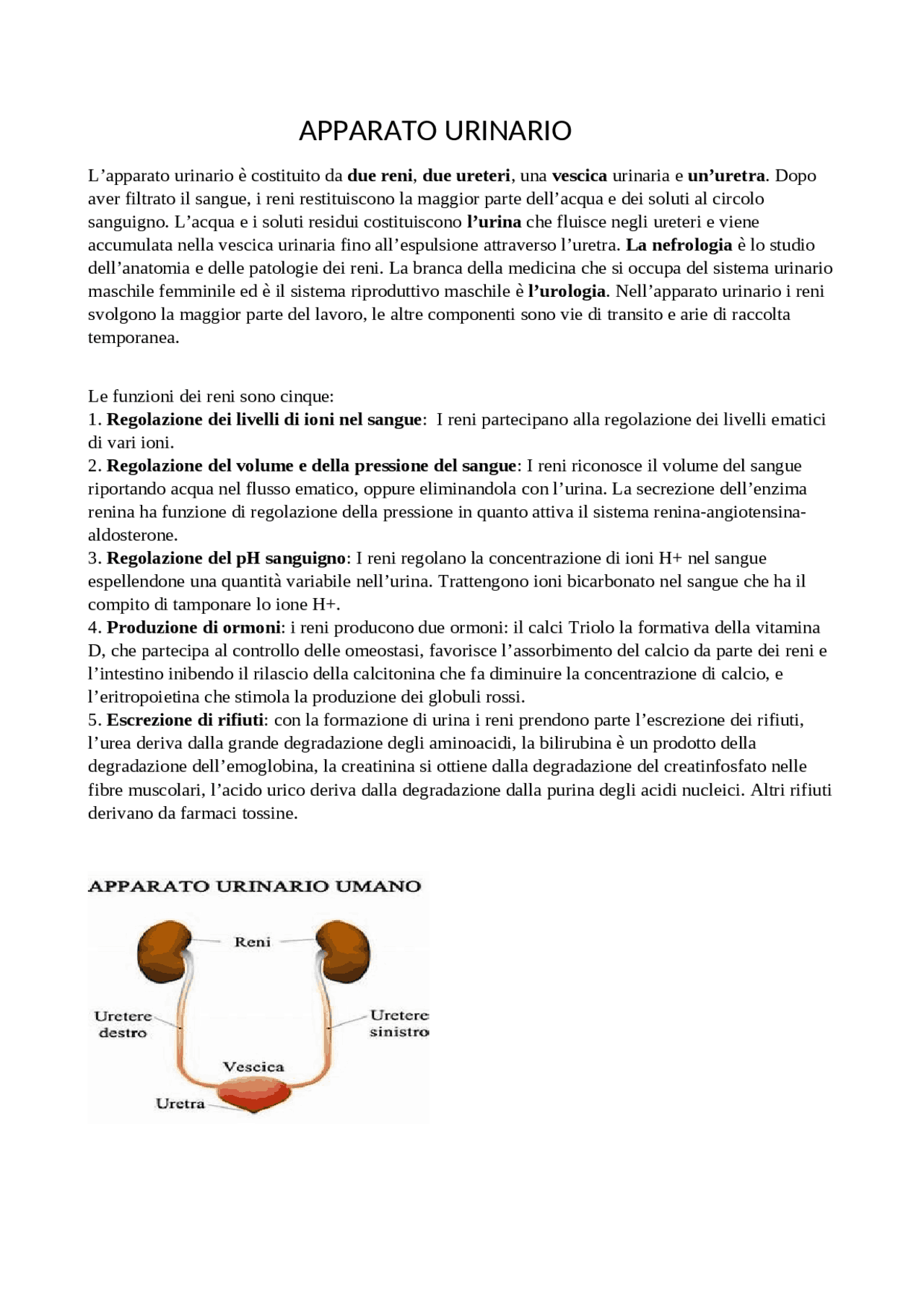 APPARATO URINARIO.. Dispense di Anatomia Docsity