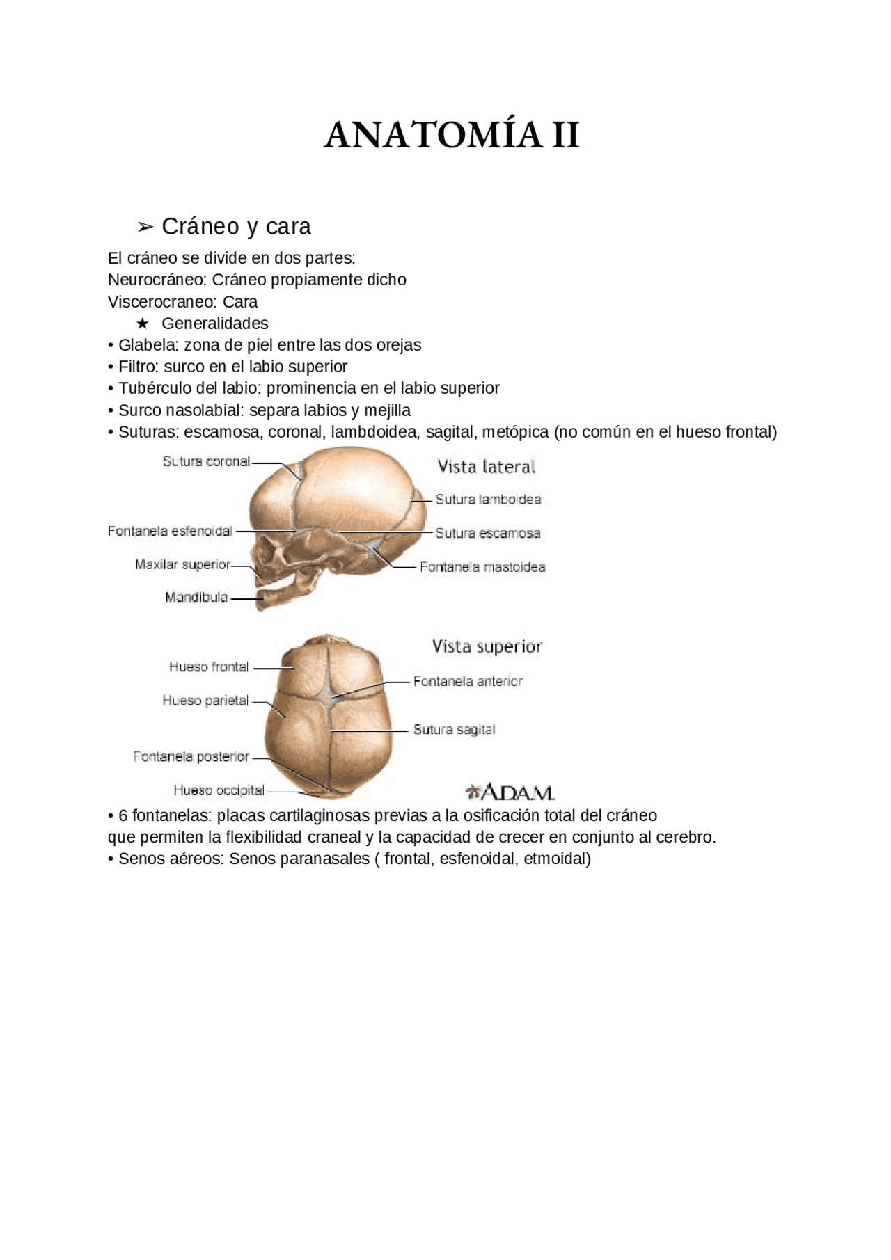 Anatomía II: Estudios sobre el Cráneo y la Cara | Apuntes de Anatomía ...