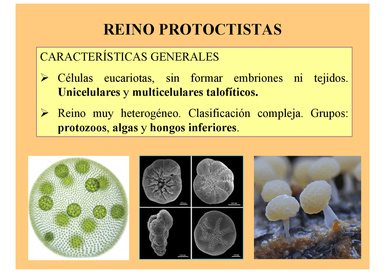 REINO PROTOCTISTAS | Apuntes de Algas y Hongos | Docsity