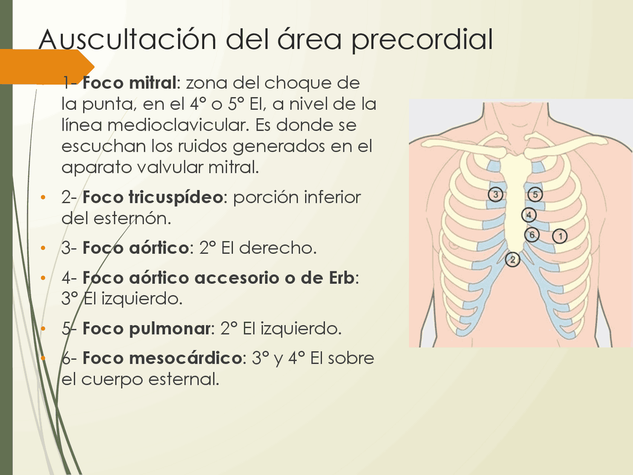 Auscultación del área precordial | Apuntes de Derecho | Docsity