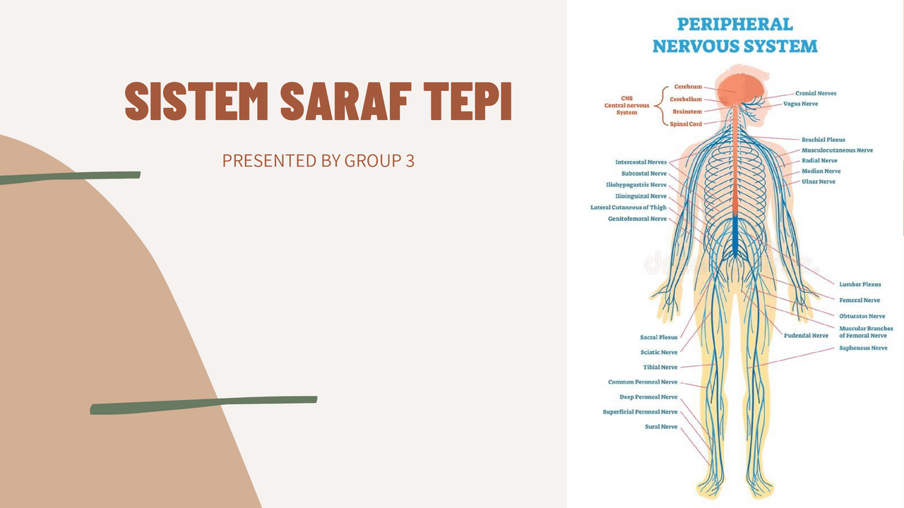 Presentasi untuk materi sistem saraf tepi | Schemes and Mind Maps ...