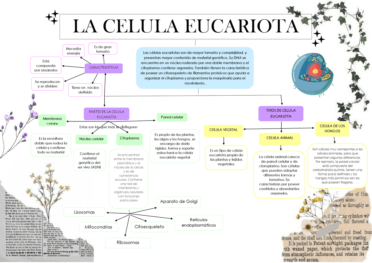 Mapa Conceptual De La Celula Eucariota Y Sus Partes