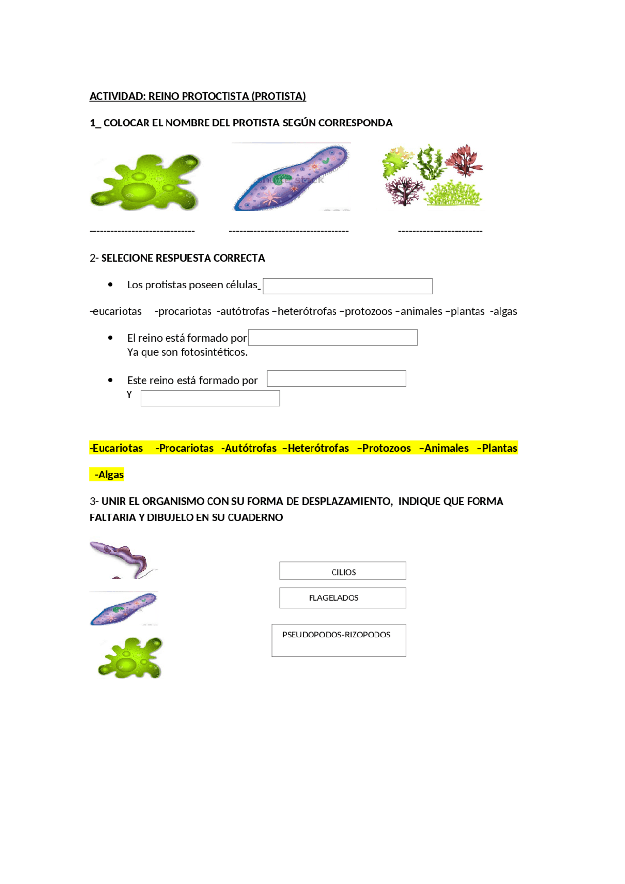 actividad reino protista | Ejercicios de Biología | Docsity