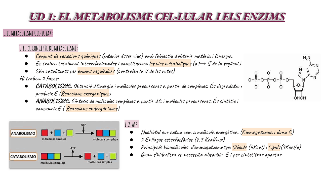 Biologia tem 1 I 2, metabolisme i catabolisme | Esquemas y mapas