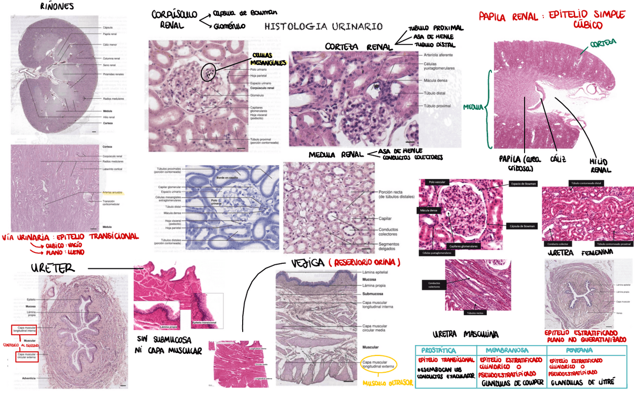 HISTOLOGIA del sistema renal | Esquemas y mapas conceptuales de