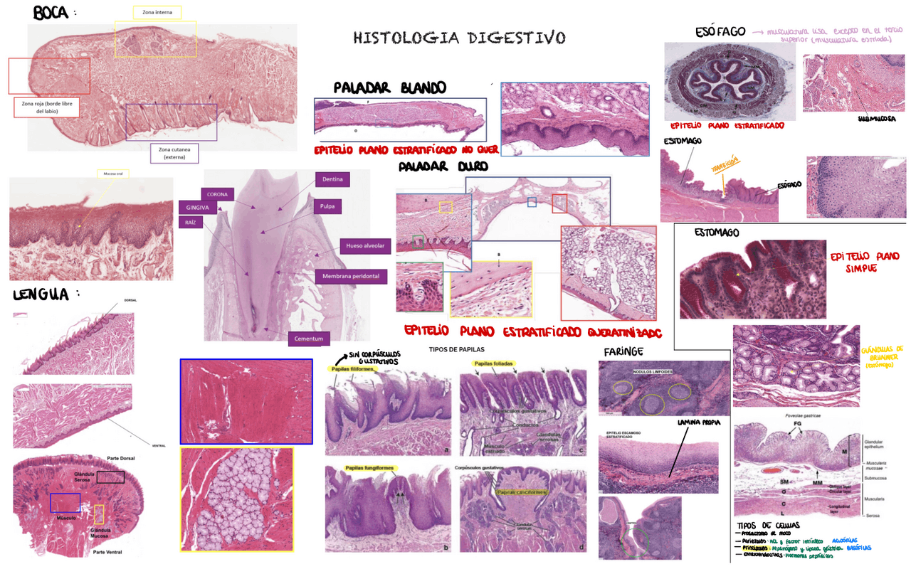 HISTOLOGIA DIGESTIVO | Esquemas de Histologia | Docsity