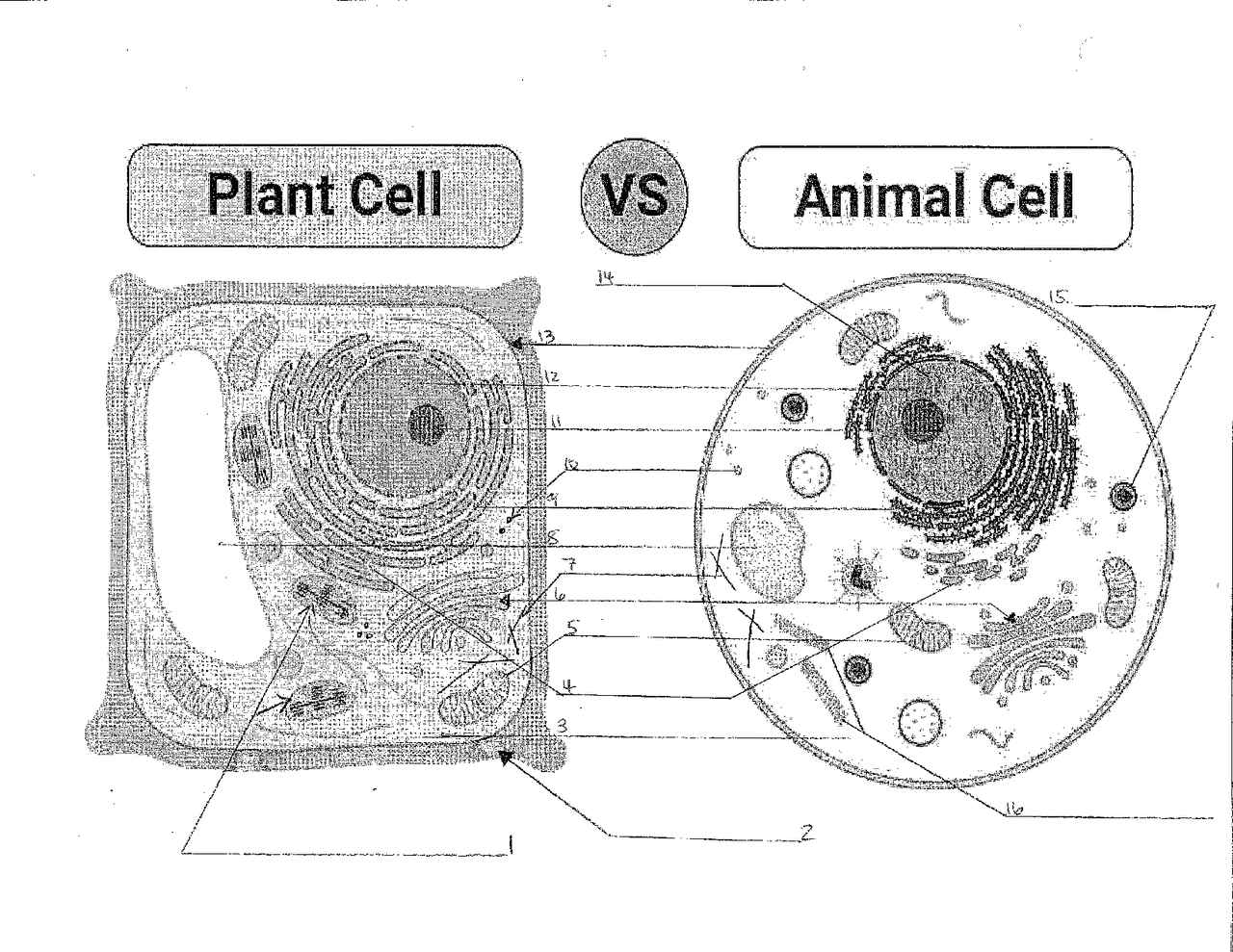Animal Vs Plant Cell Diagram Assignments Biology Docsity animal-vs-plant-cell-diagram-assignments-biology-docsity