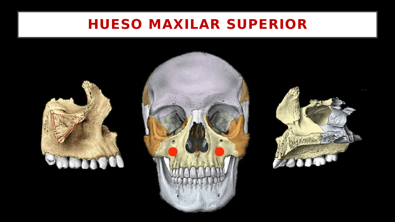 Hueso Maxilar Superior | Diapositivas de Anatomía | Docsity