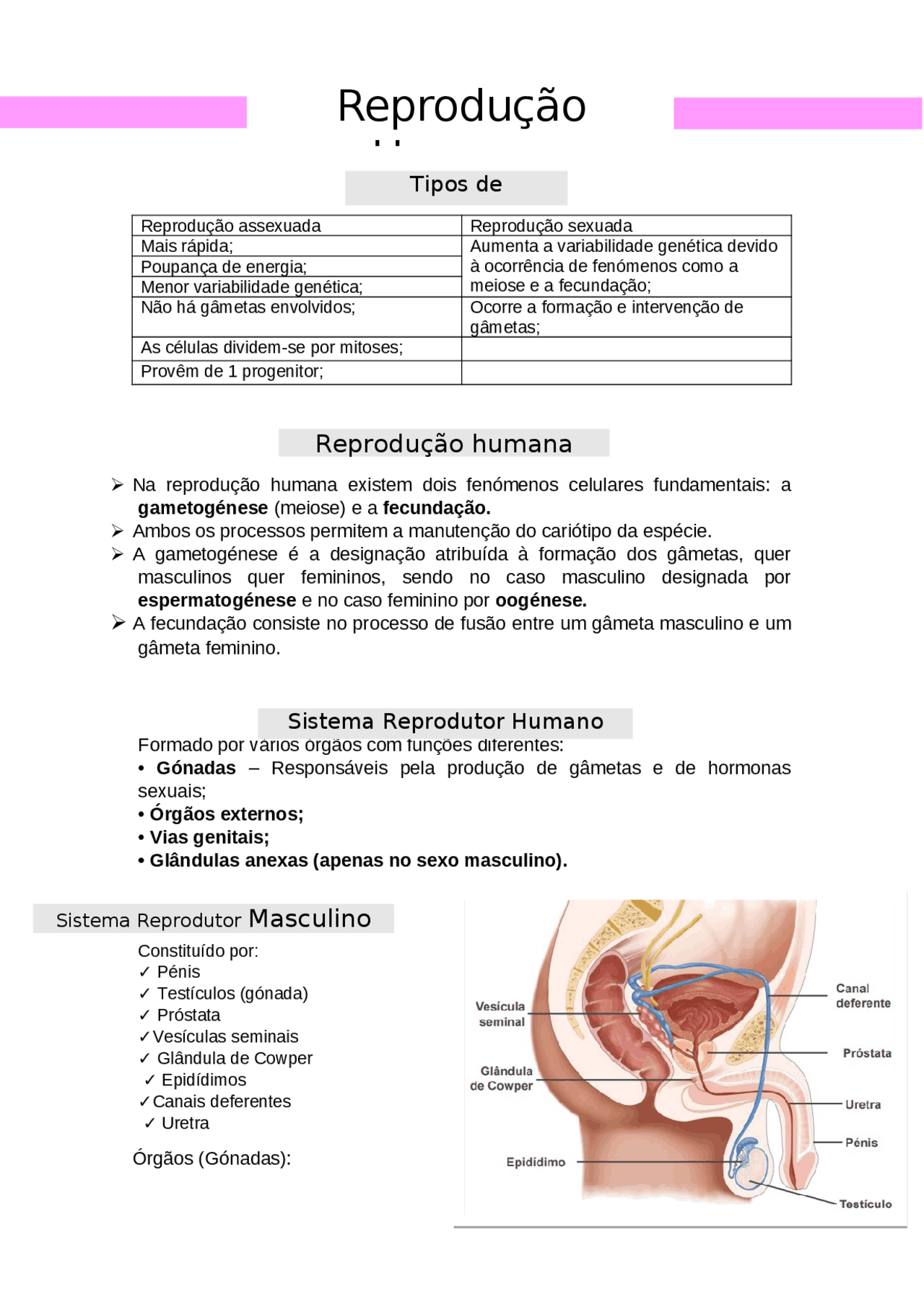 Resumo reprodução humana | Notas de aula Biologia | Docsity