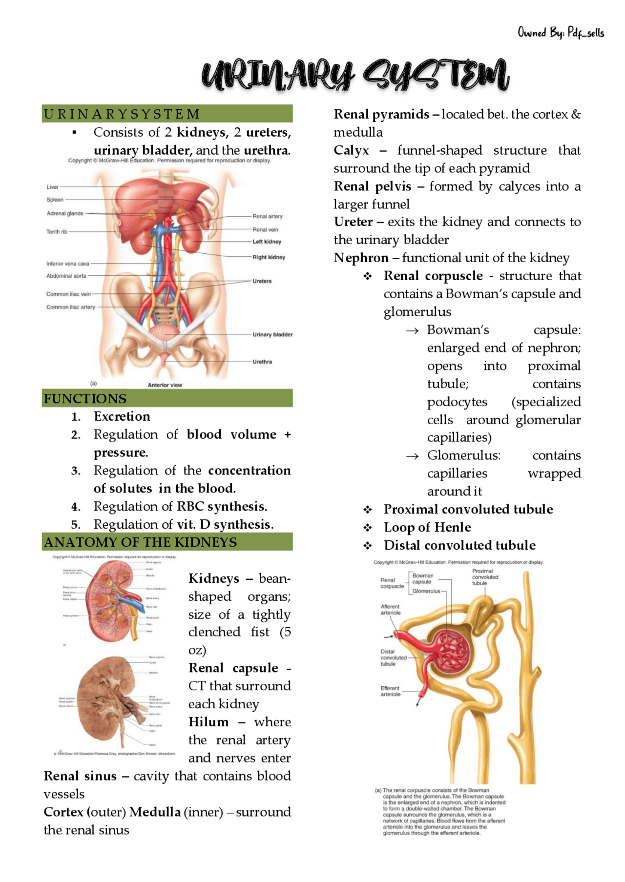 Urinary system of human anatomy and physiology | Study notes Animal ...
