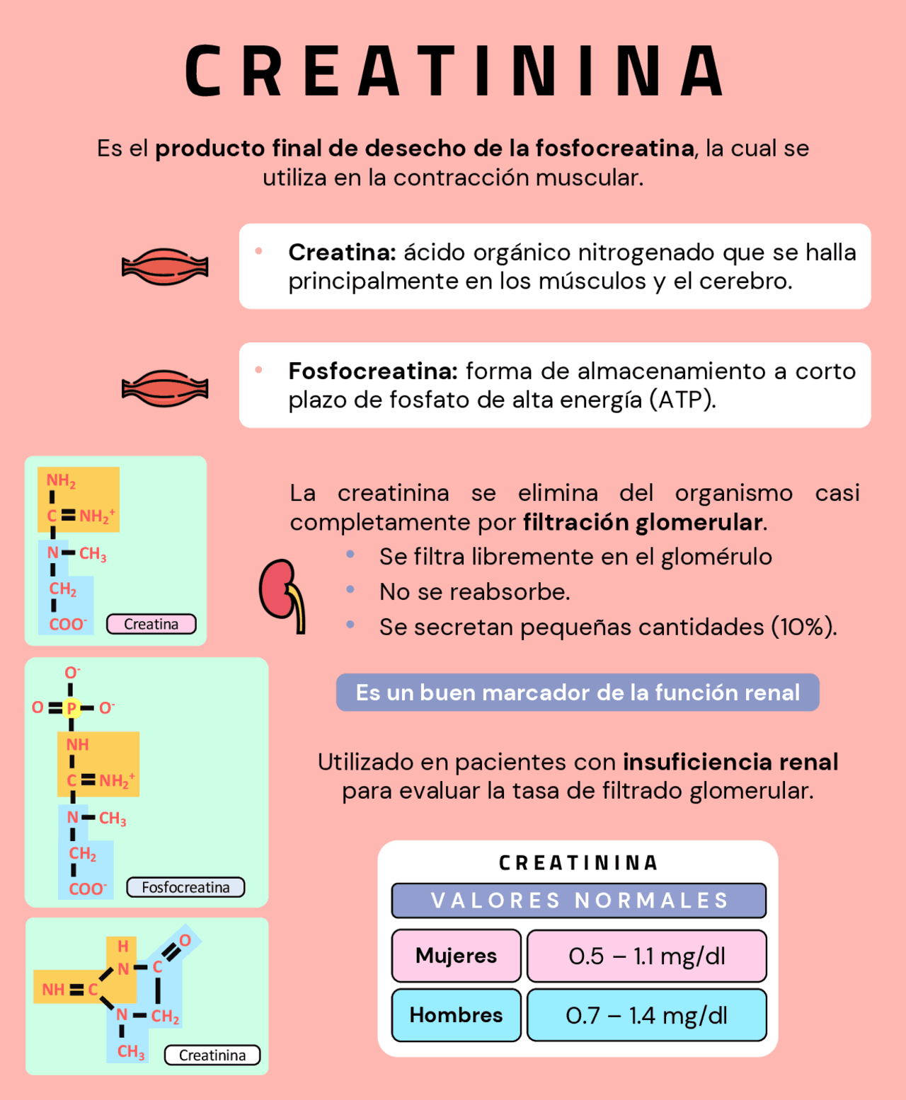 Creatinina (síntesis de la creatinina) Esquemas y mapas conceptuales