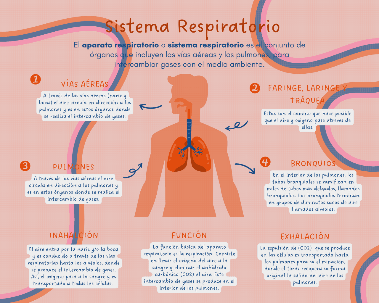 Mapa Mental del Aparato Respiratorio: Anatomía y Funciones Clave