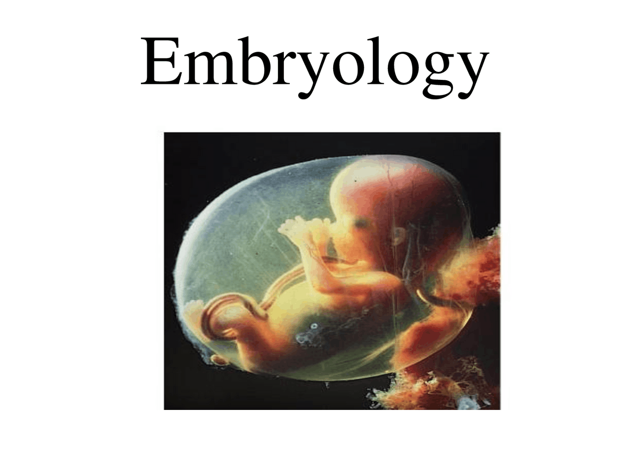 Embryology notes, lecture notes and study notes, so comprehensive and ...