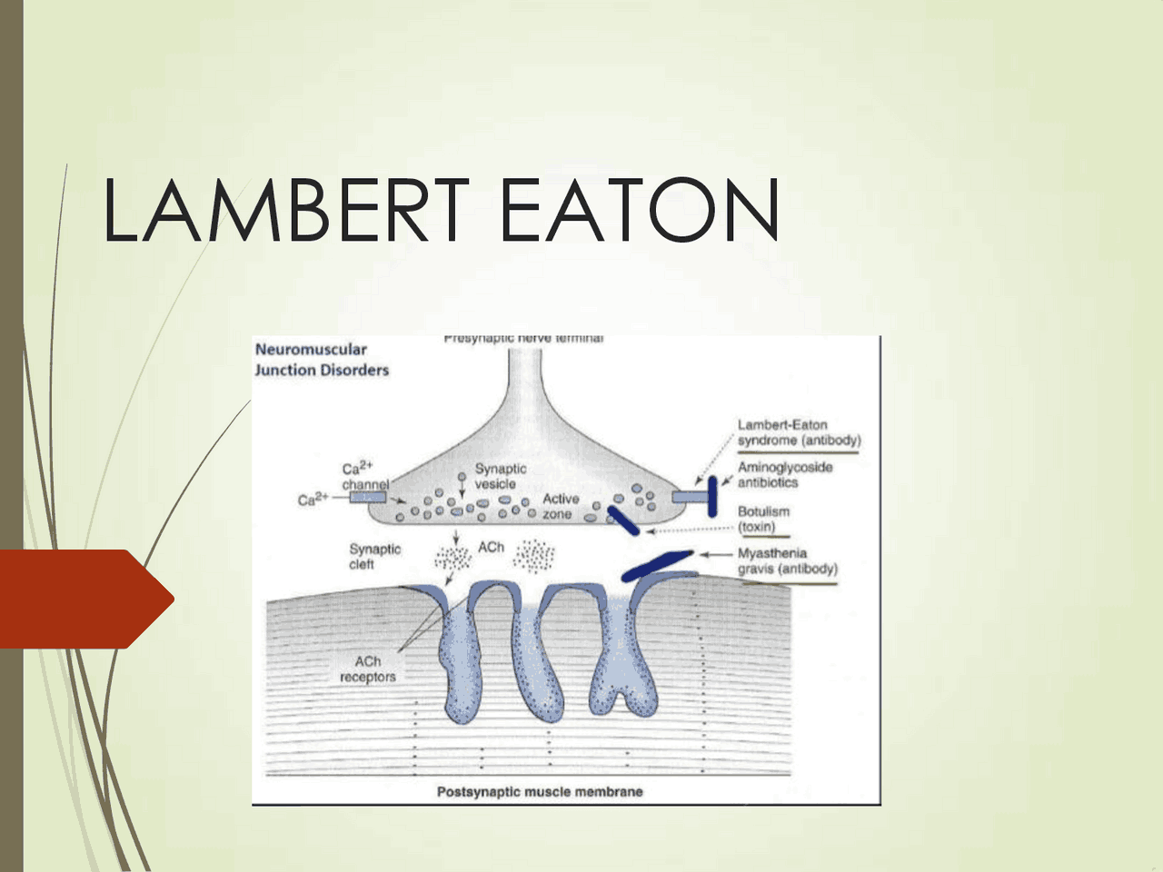 Lambert Muscle Eaton lambert diapositivas | Diapositivas de Neurociencia | Docsity