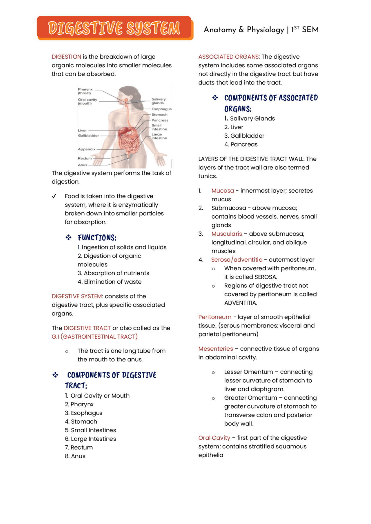 DIGESTIVE SYSTEM LECTURE | Lecture notes Anatomy | Docsity