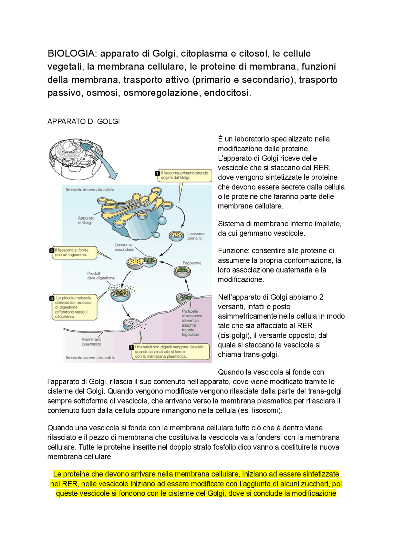 Apparato di golgi, membrana cellulare e e tipi di trasporto | Appunti ...