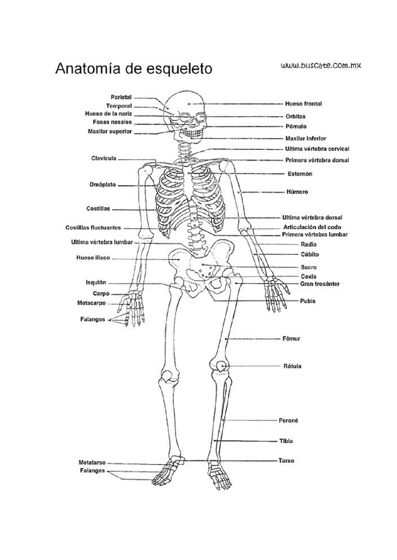 Esqueleto Humano Para Imprimir Pdf - FDPLEARN