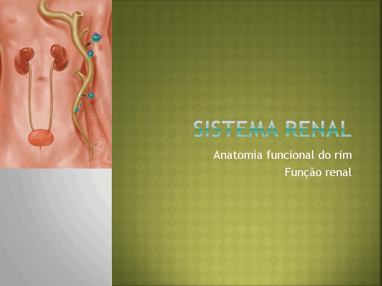Anatomia funcional do rim Função renal | Notas de estudo Anatomia | Docsity